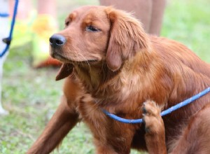Atopická dermatitida u psů – příčiny, příznaky a možnosti léčby