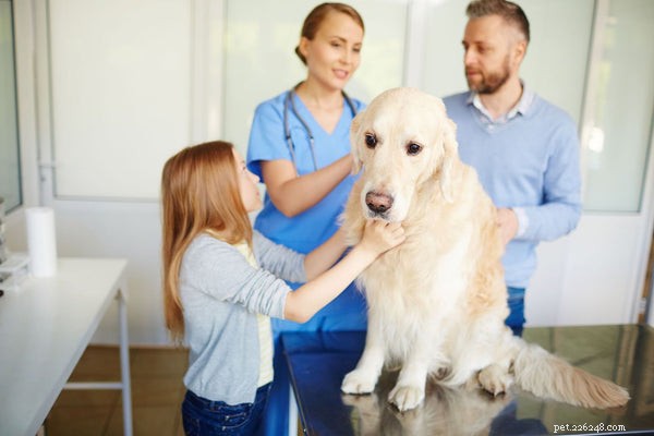 Atopische dermatitis bij honden - oorzaken, symptomen en behandelingsopties