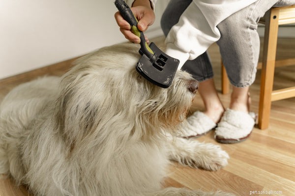 Como garantir que a pelagem de um cão permaneça saudável