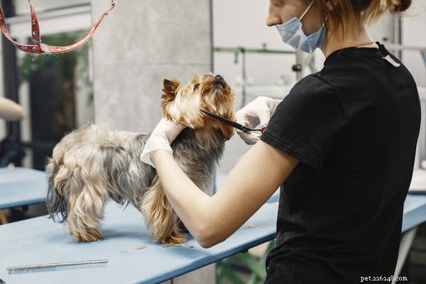 Como garantir que a pelagem de um cão permaneça saudável