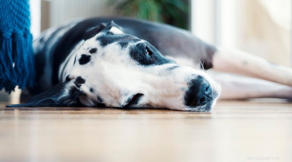 犬の股関節形成不全：予防、原因、症状、治療