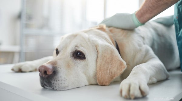 Dysplazie kyčle u psů:prevence, příčiny, příznaky a léčba