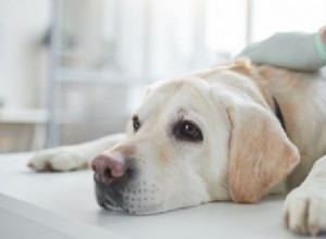 Дисплазия тазобедренного сустава у собак:профилактика, причины, симптомы и лечение