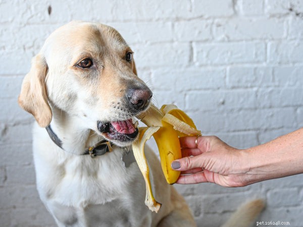 Come nutrire il tuo cane con una dieta blanda - La guida definitiva