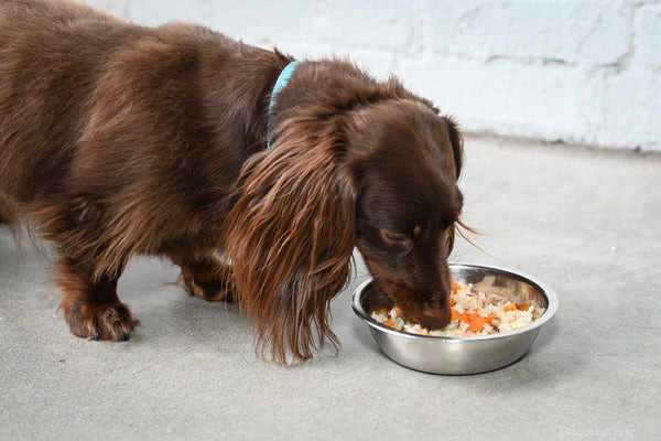 あなたの犬に当たり障りのない食事を与える方法-究極のガイド 