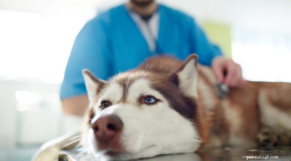 Hoe u uw hond een neutraal dieet kunt geven - de ultieme gids