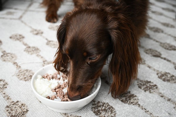 Jak krmit svého psa nevýraznou stravou – dokonalý průvodce
