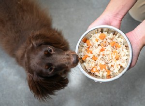 私の犬は七面鳥を食べることができますか？トルコは犬にとって安全ですか？ 