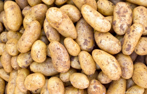 Kan hundar äta potatis? Är potatis säker för hundar?