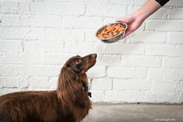 Můžou psi jíst brambory? Jsou brambory bezpečné pro psy?