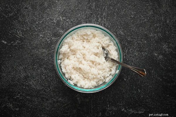 Os cães podem comer arroz branco? O arroz é seguro para cães?