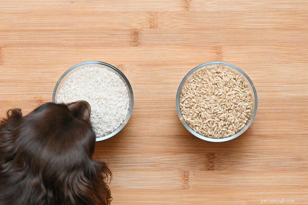犬は玄米を食べることができますか？白米と玄米-どちらが良いですか？ 