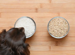 Могут ли собаки есть коричневый рис? Белый или коричневый рис — что лучше?