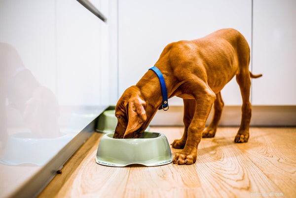 Saúde intestinal para cães:4 maneiras como os donos de animais de estimação podem melhorá-la