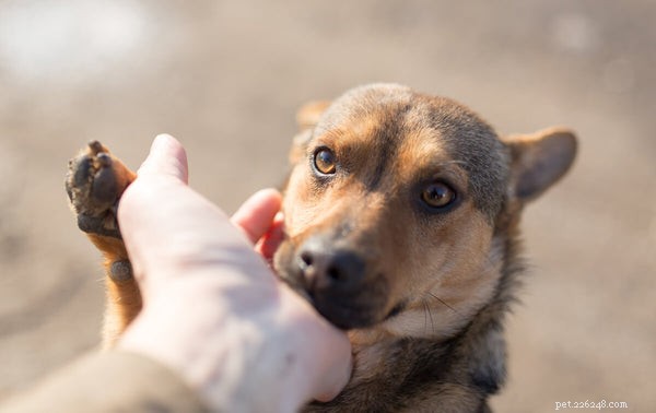 Tarmhälsa för hundar:4 sätt som husdjursägare kan förbättra det