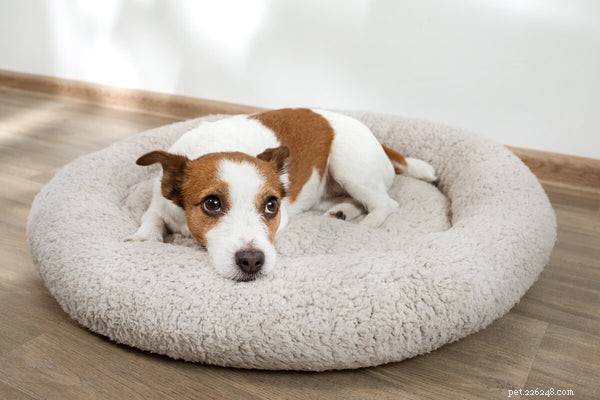 Salute intestinale dei cani:4 modi in cui i proprietari di animali domestici possono migliorarla