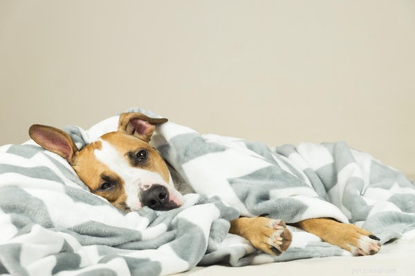 Il tuo cane ha la tosse nel canile? Scopri i segni e le cause