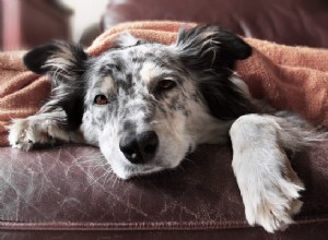 Бывает ли у вашей собаки питомниковый кашель? Узнайте о признаках и причинах