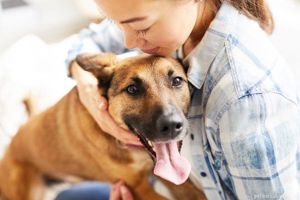 あなたの犬は犬小屋の咳をしていますか？兆候と原因を学ぶ 
