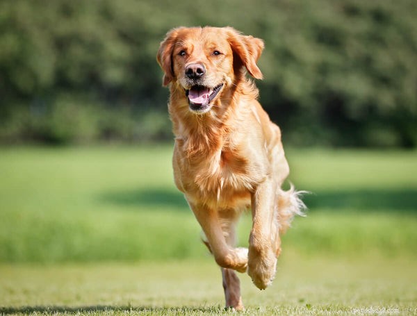 Kan jag ge min hund Omega-3 för människor? Ditt forskningsstödda svar