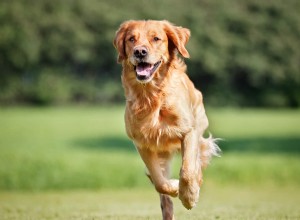 Posso dar ômega-3 ao meu cachorro para humanos? Sua resposta baseada em pesquisa