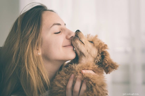 Kan hundar äta färskost? Säkerhets- och näringsfakta
