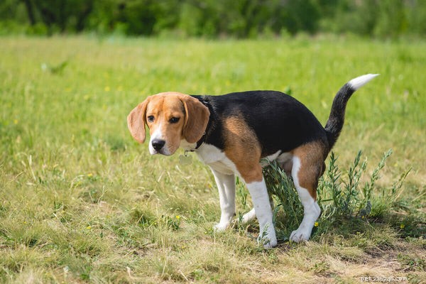 De complete gids voor diarree bij honden:oorzaken en behandelingsmethoden