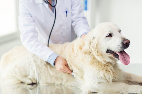 Smärtlindring för hundar:mediciner och holistiska botemedel