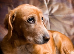Úleva od bolesti pro psy:léky a celostní prostředky