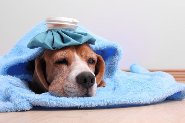 Alívio da dor para cães:medicamentos e remédios holísticos