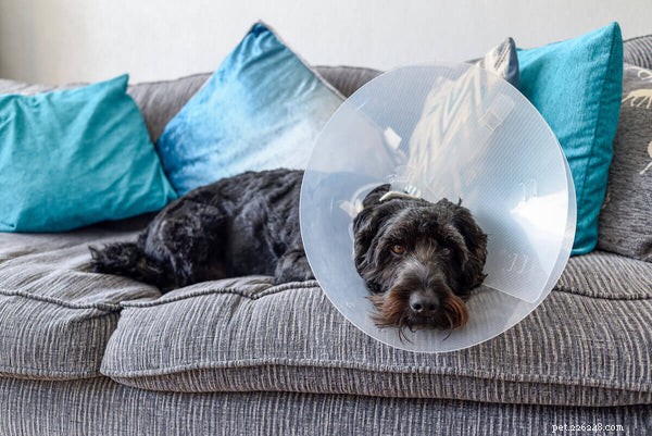 Smärtlindring för hundar:mediciner och holistiska botemedel