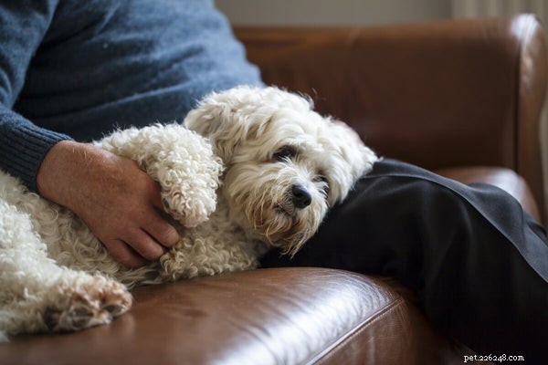 Dementie bij honden identificeren, behandelen en voorkomen