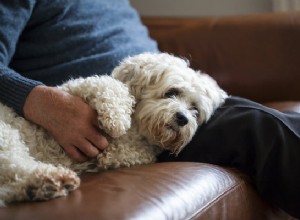 Jak identifikovat, léčit a předcházet psí demenci