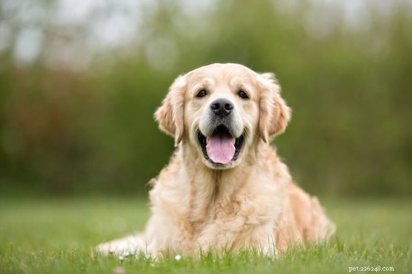 Dementie bij honden identificeren, behandelen en voorkomen