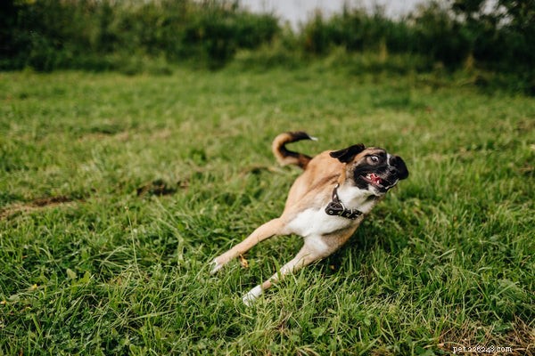 Dog Zoomies Demystified：Whats Behind This Behavior？