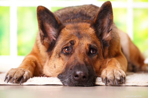 Vad man ska mata en hund med IBS:Hur man hjälper ditt husdjurs matsmältning