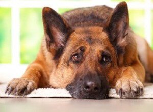 過敏性腸症候群で犬に与えるもの：ペットの消化を助ける方法 