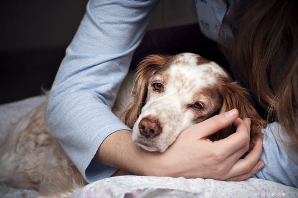 過敏性腸症候群で犬に与えるもの：ペットの消化を助ける方法 