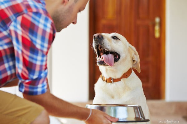 Wat u een hond moet voeren met PDS:hoe u de spijsvertering van uw huisdier kunt helpen