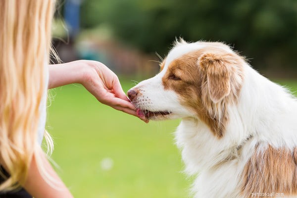 Vad man ska mata en hund med IBS:Hur man hjälper ditt husdjurs matsmältning