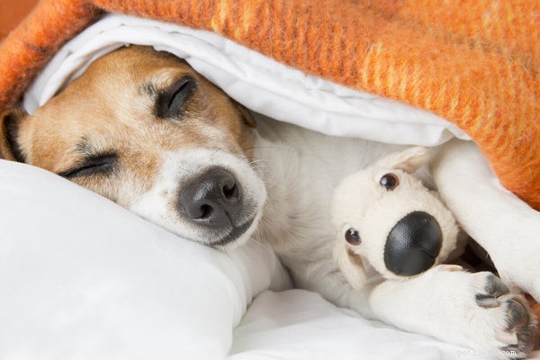 Una guida per i genitori di animali domestici al trattamento della tosse nei canili
