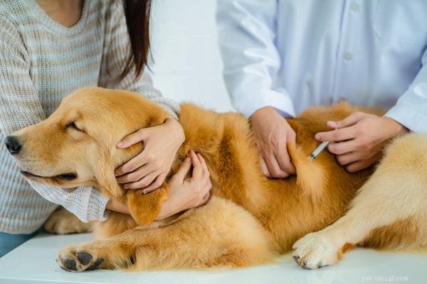 Een gids voor ouders van huisdieren voor de behandeling van kennelhoest