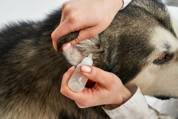 Een oorontsteking bij honden herkennen, behandelen en voorkomen