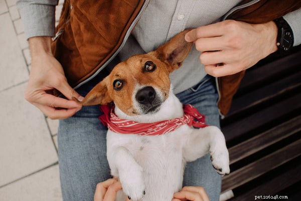Jak rozpoznat, léčit a předcházet infekci uší psa
