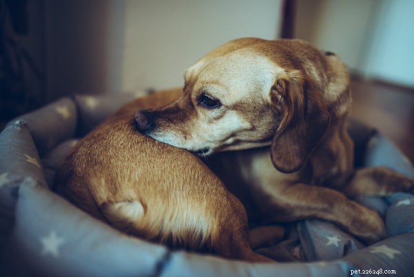 一般的な犬のアレルギー：あなたの犬の不快感を和らげる方法 