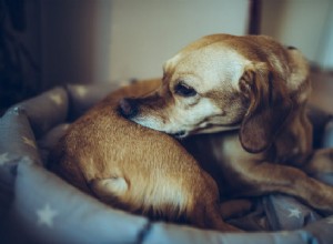 一般的な犬のアレルギー：あなたの犬の不快感を和らげる方法 