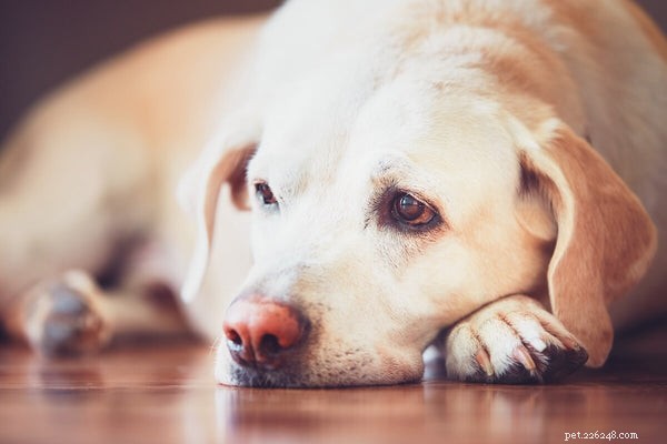 Kdy pes zvrací normálně a kdy je to vážný problém?