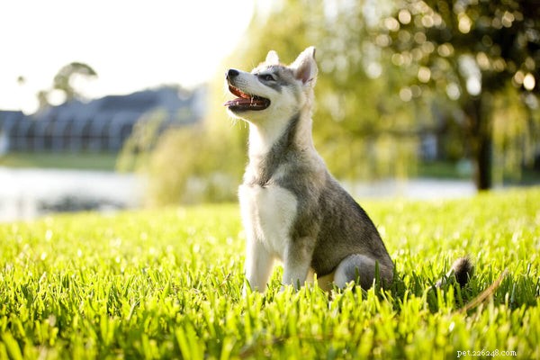 개가 똥을 먹는 이유는 무엇입니까? 개의 Coprophagia와 그것을 막는 방법
