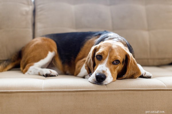 Genomsnittlig livslängd för Beagle och tips för att hålla din hund frisk