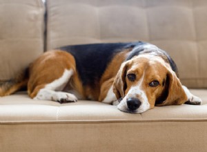 평균 Beagle 수명 및 개를 건강하게 유지하는 방법